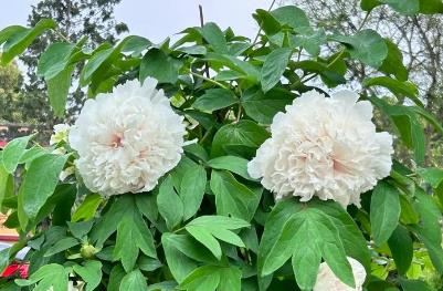 白色牡丹花在哪些节日中常用?