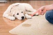 训练小狗狗大小便妙招/训练狗上厕所很难吗的简单介绍