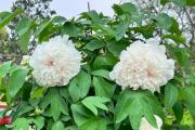 白色牡丹花在哪些节日中常用?